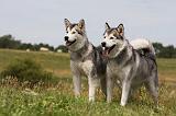 ALASKAN MALAMUTE 687